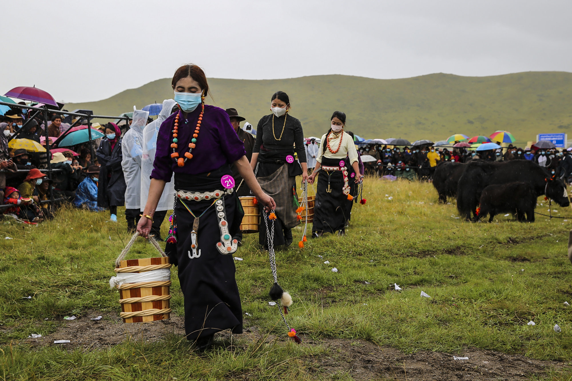 红原牦牛文化节挤奶比赛,冠军牦牛产量超7斤!