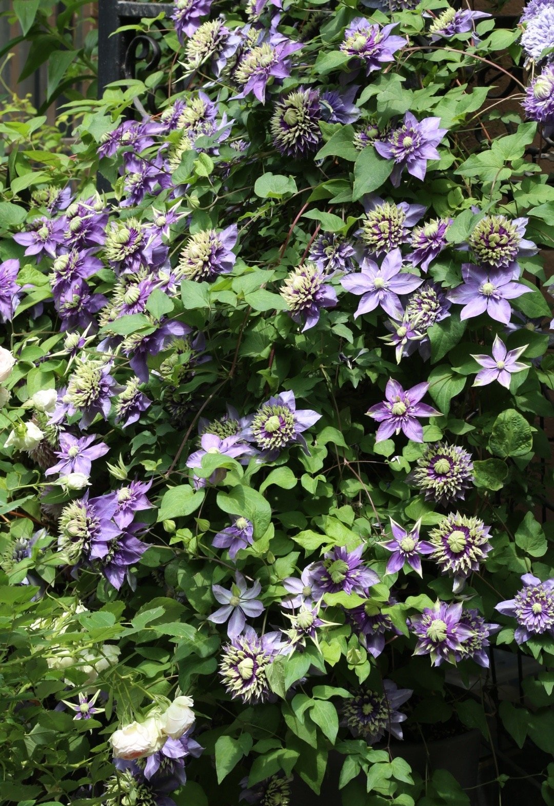 適合陽臺養的鐵線蓮—花如牡丹,美麗夢幻,栽培容易,三季有花賞