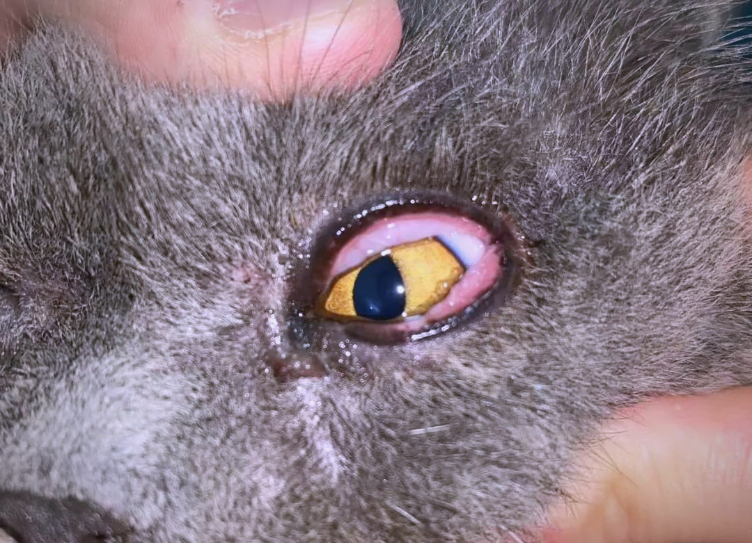 猫眼科支原体性结膜炎的病例分享与治疗过程详解