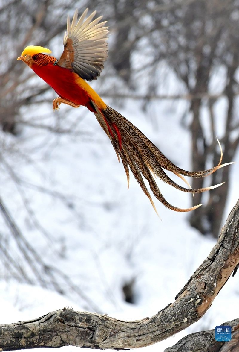 红腹锦鸡雪中起舞入画来