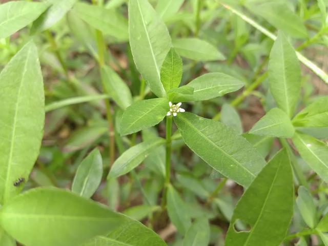 喜旱莲子草丨也叫空心苋,水花生,水陆都能长的恶性杂草