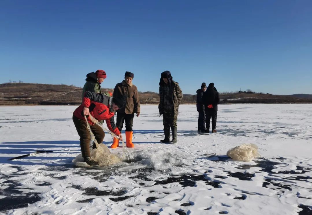 葫蘆島:興城市鹼廠水庫銀魚捕撈喜獲豐收漁民樂開花!