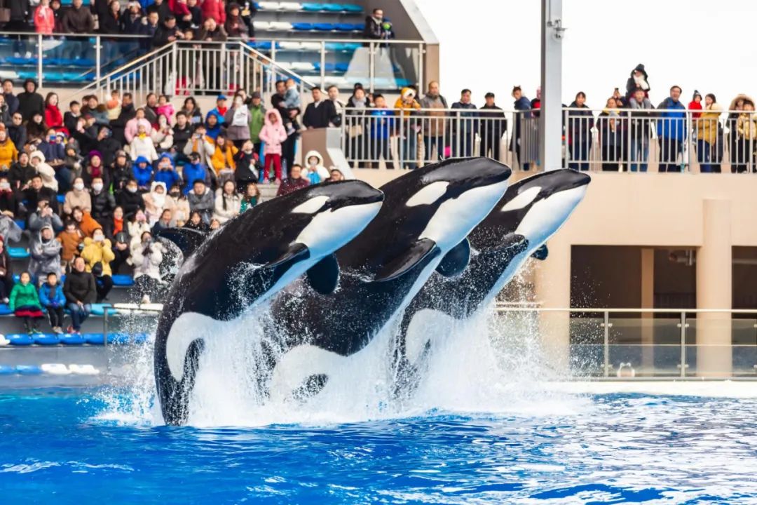 鲸腾虎跃闹新春一起去上海海昌海洋公园寻年味
