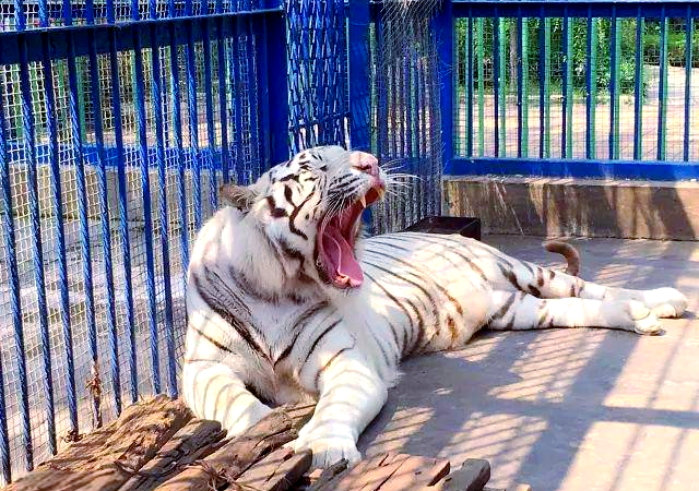 博山莲花山盛装开幕,探索自然与动物的和谐世界