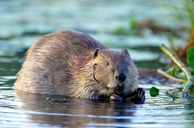 新疆河狸,盖房子,就找它!
