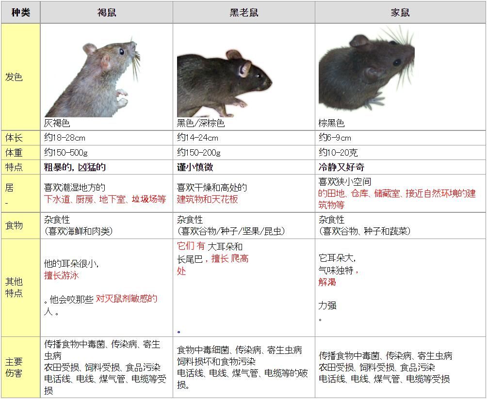 潜伏在您家中的主要老鼠类型和危害