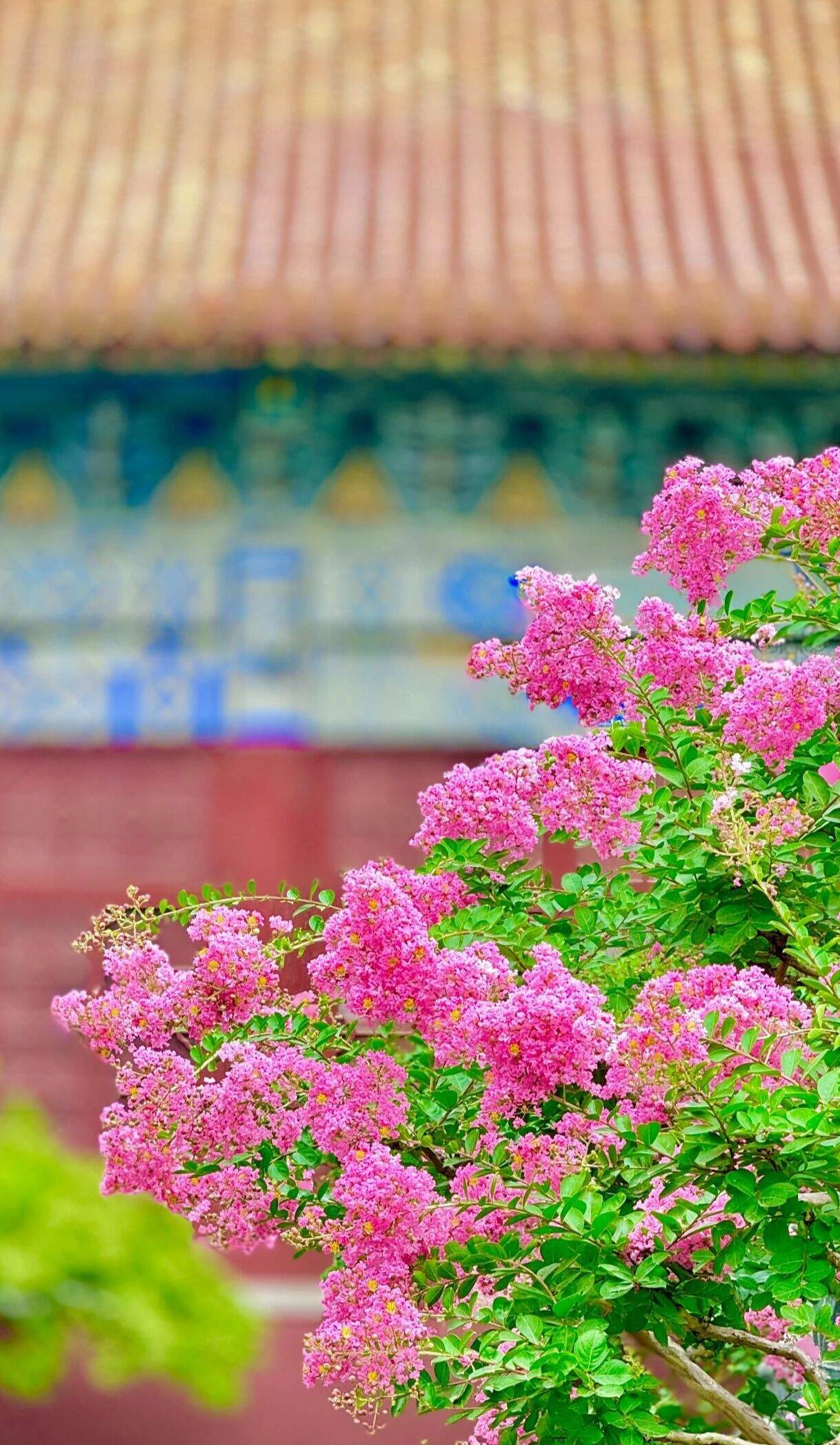 组图|"独占芳菲当夏景 不将颜色托春风" 泰山岱庙园中紫薇花盛开