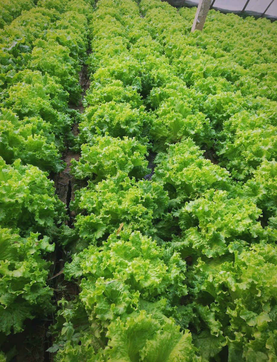 生菜种植的关键技术与要点