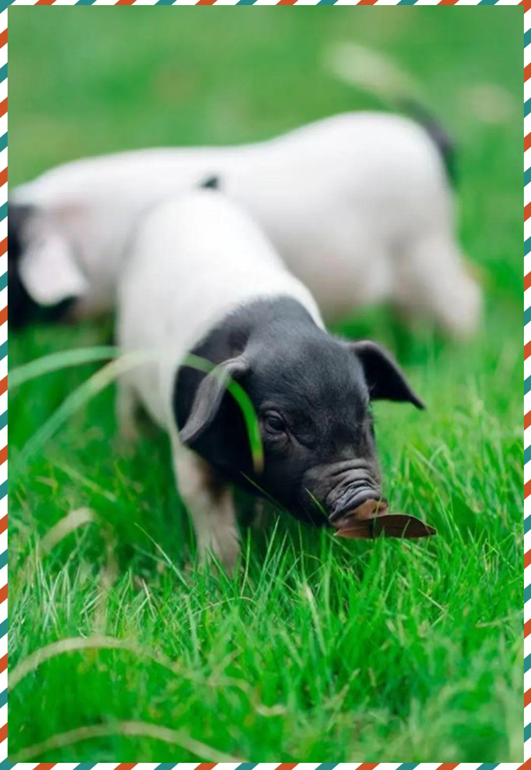 金华两头乌:美食与养殖的双重瑰宝