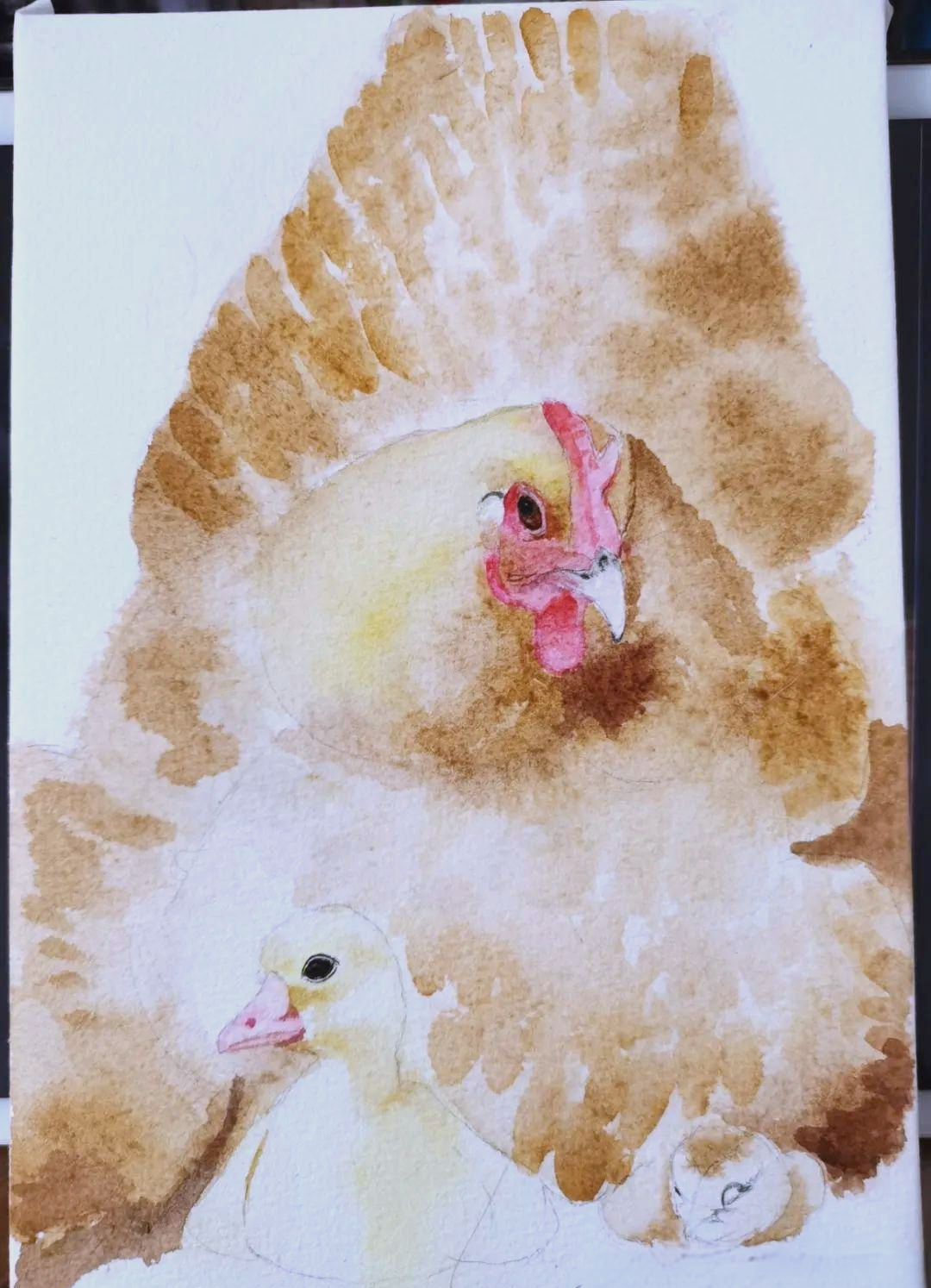 手绘探索|感受水彩净田社的母鸡世界