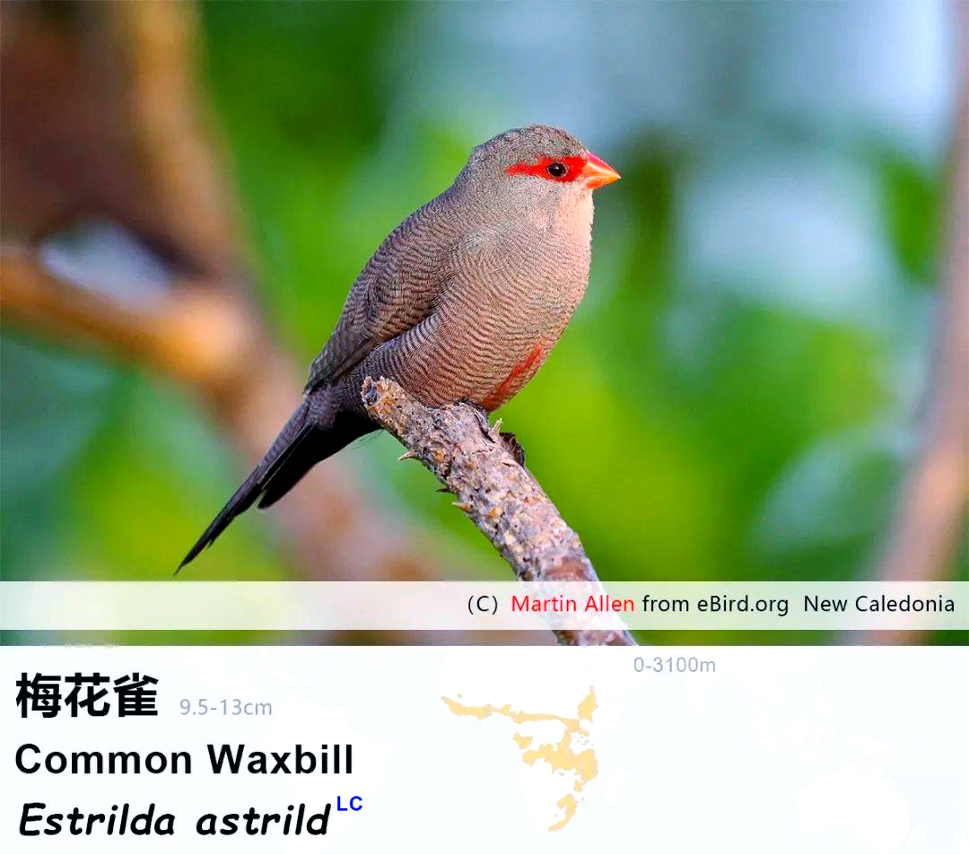 梅花雀:从进化看中国鸟类与全球关系的探索