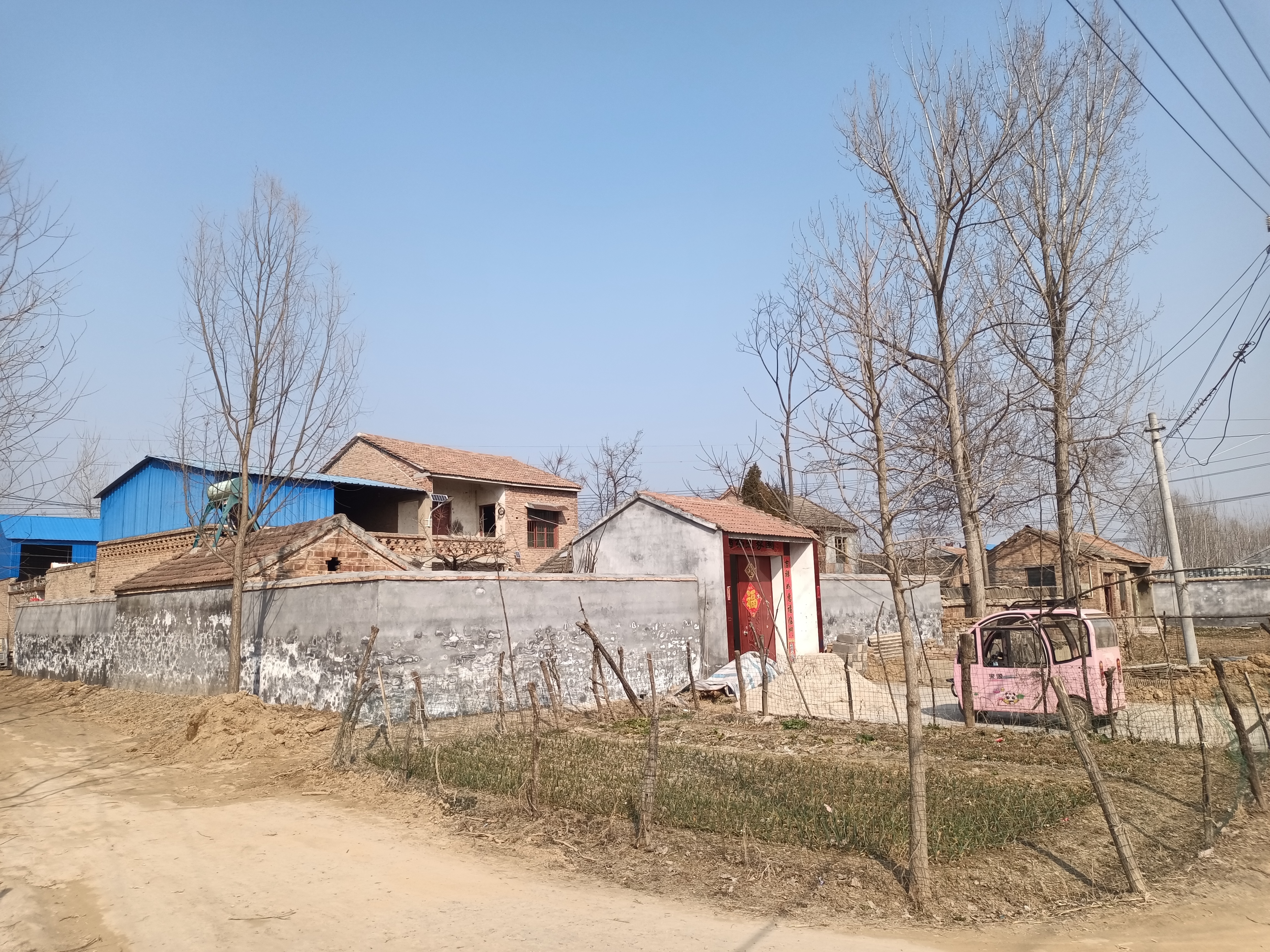 丰县王沟镇老鹳寺:一棵大树上住着一窝大老鹳