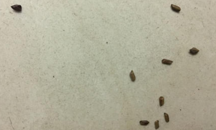 蟑螂粪便是什么样子的