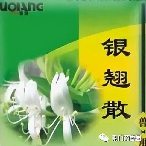 药师说方剂-银翘散