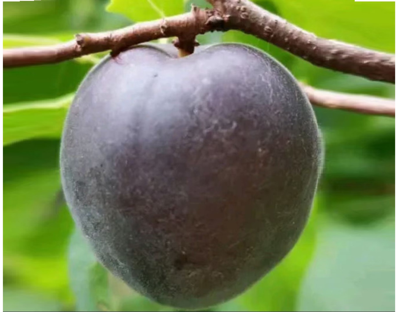 帝味黑杏,黑色的杏你见过吗?果面紫黑色果肉紫红如血桃,味香甜