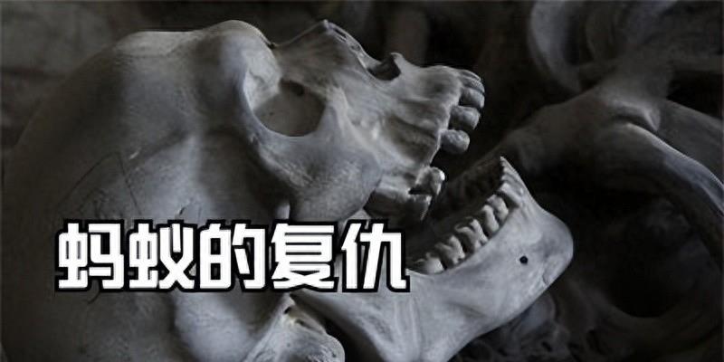 《蚂蚁的袭击》探讨对环境保护和生态平衡的主题