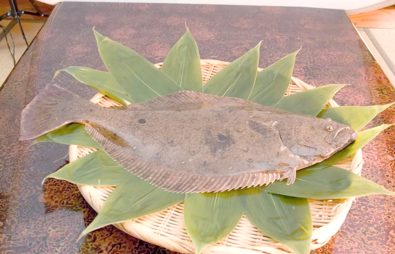 比目鱼的多样性与营养特点解析