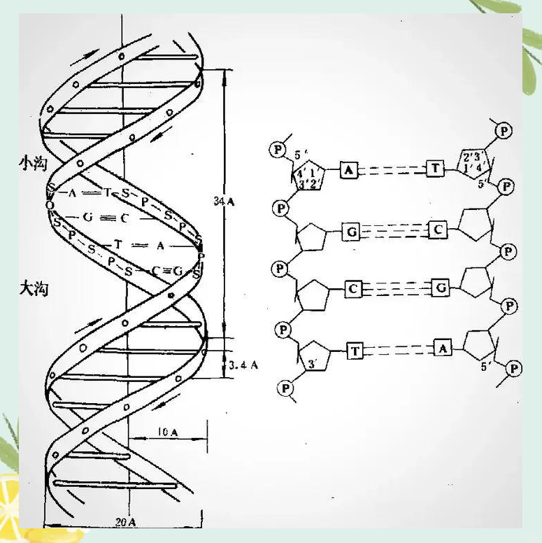 探索dna和基因的奥秘:从染色体到遗传密码