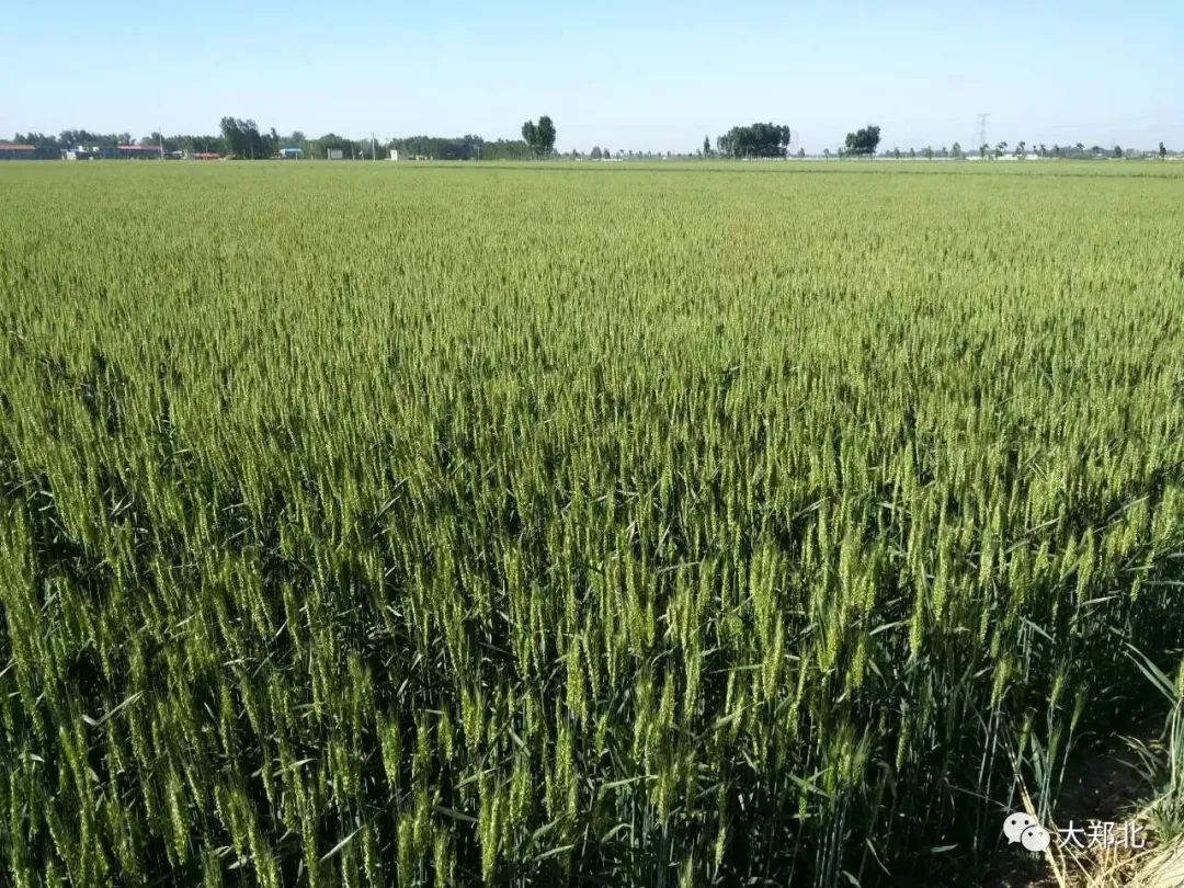 获嘉饸饹机图片