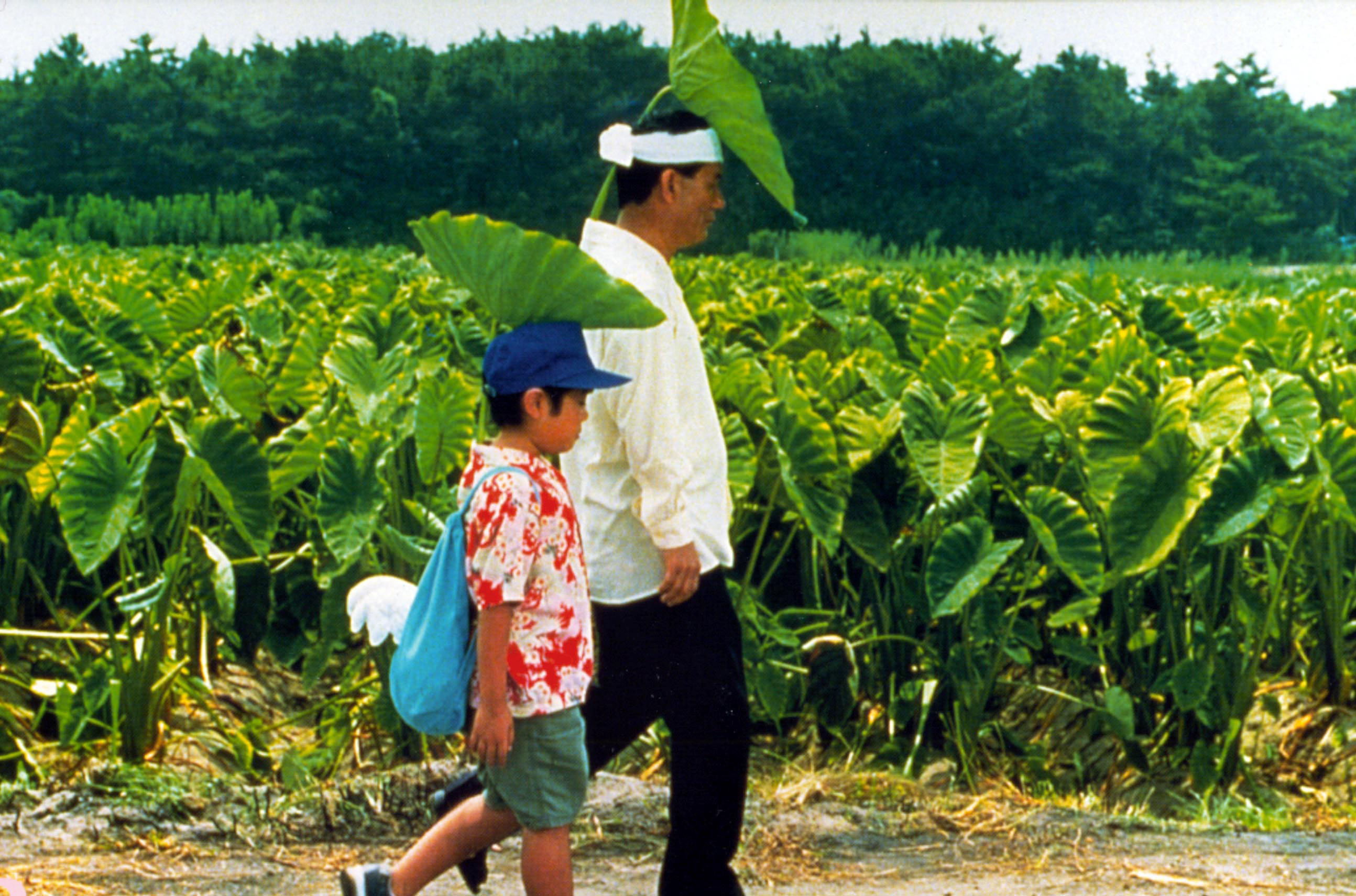 岛屿放映《菊次郎的夏天》八格牙路啊,这个夏天!