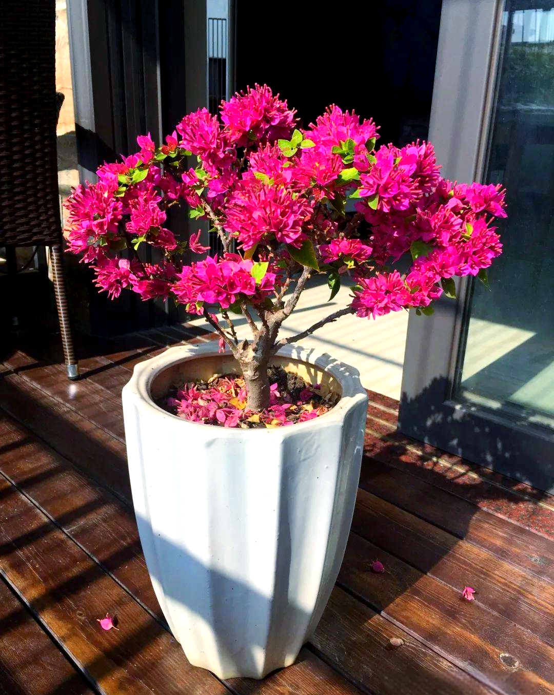 塔紫三角梅:独特品种,展现多样魅力