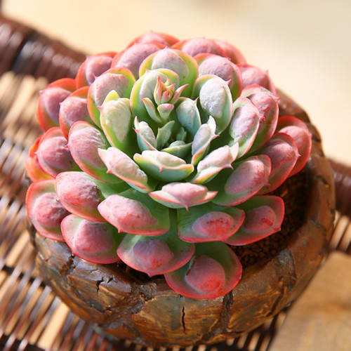 多肉品种:雨滴,纸风车,相府莲,小红船,香草比斯