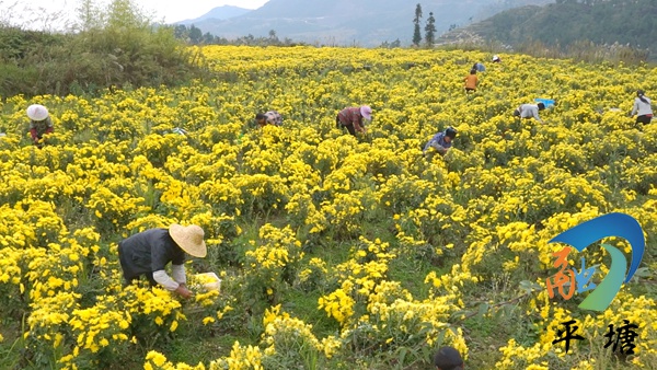 「民族要復興 鄉村必振興」平塘大塘:菊花飄香採摘忙 鋪就