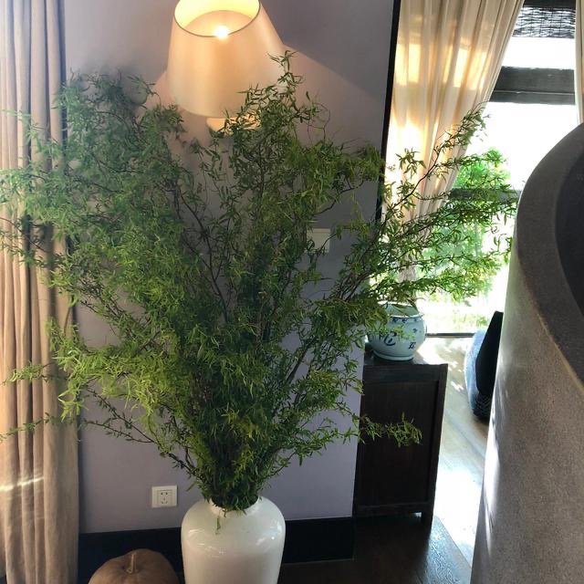 43岁殷桃住北京豪宅,喜欢养名贵花卉,网友:家如其人!