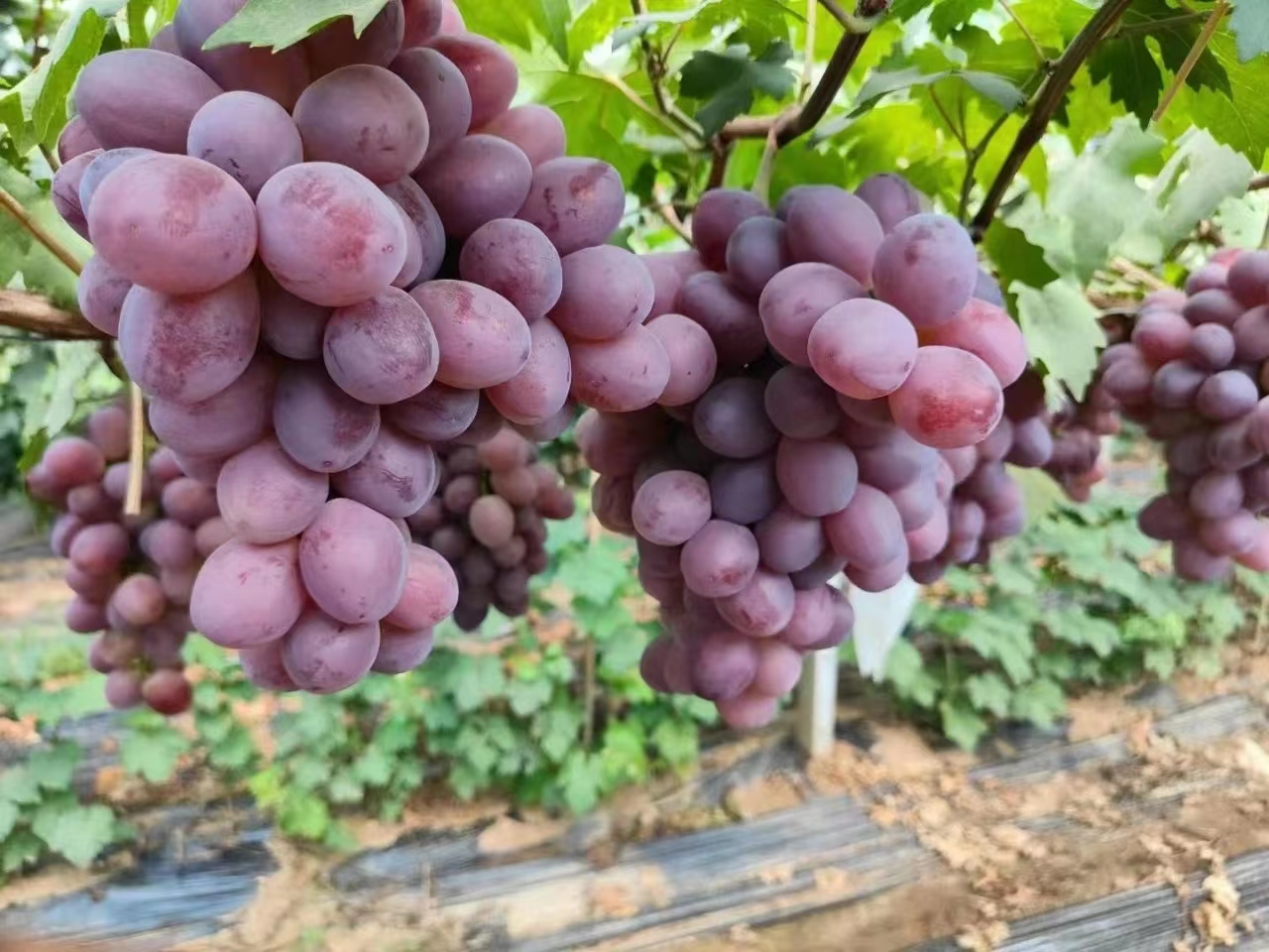 红色珠峰葡萄,多肉多汁超甜耐储运,堪称红色葡萄中的珠穆朗玛峰