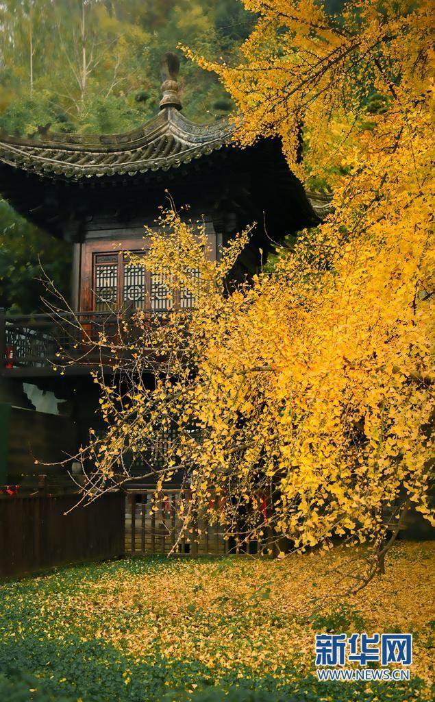 初冬时节,千年银杏树灿灿黄叶映山寺,更显韵致.吴荣 摄