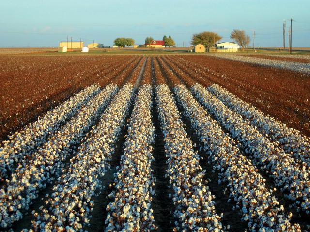 曾有70%棉花对华出口!失去中国市场后,澳大利亚棉花难寻金主