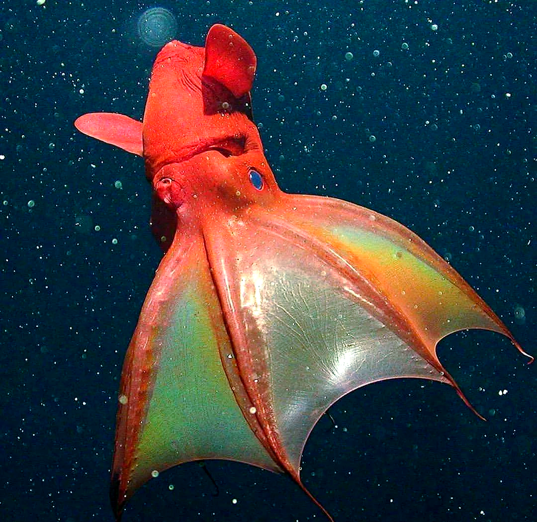 —幽灵蛸(vampyroteuthis infernalis)
