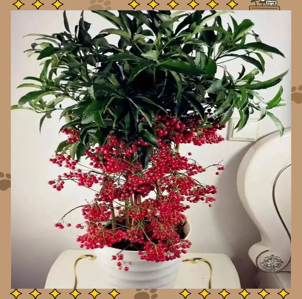 黄金万两:一种高贵的室内盆栽植物,养护指南与增福旺财传说