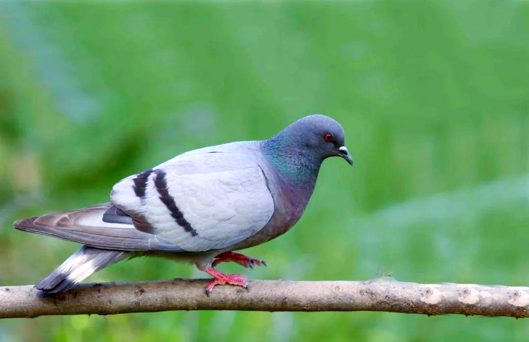 岩鸽:大连的留鸟与家鸽的奇妙相似