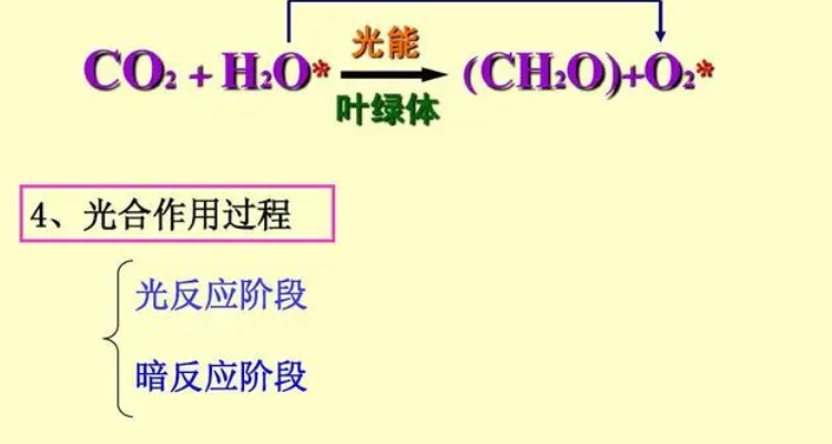 光合作用反应公式图片