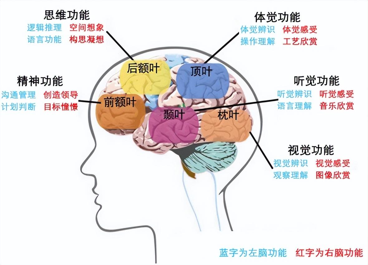 大脑分布区域图片