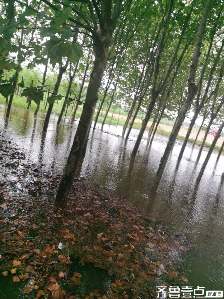 雨后的清晨田野里青娃声声在歌唱