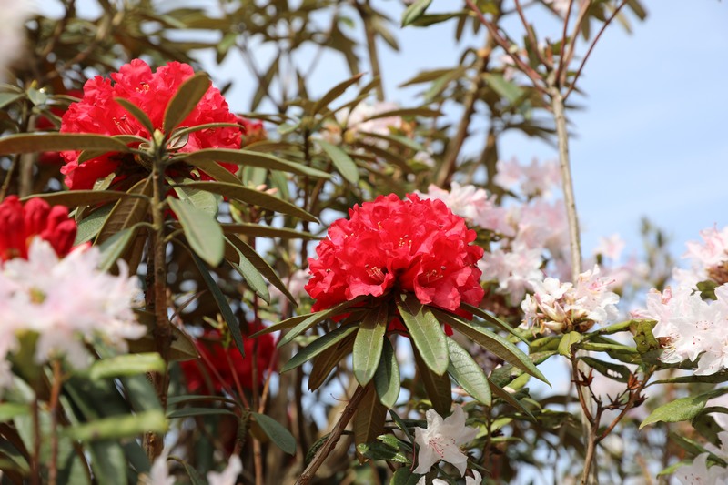 红色杜鹃花图片大全图片