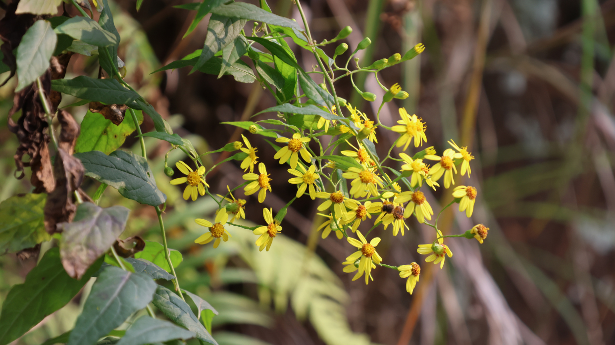 千里光:花朵酷似菊花,常被人当观赏植物,殊不知药用价值也极大