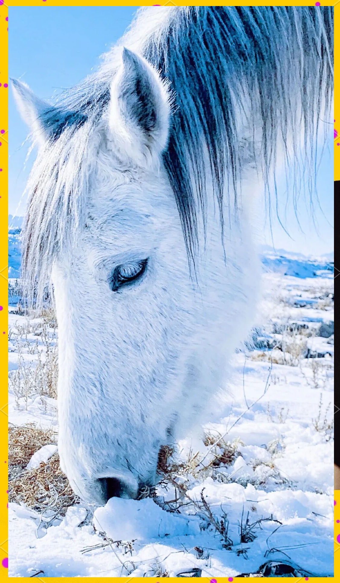 冬日西山农牧场:阳光,美景与田园生活