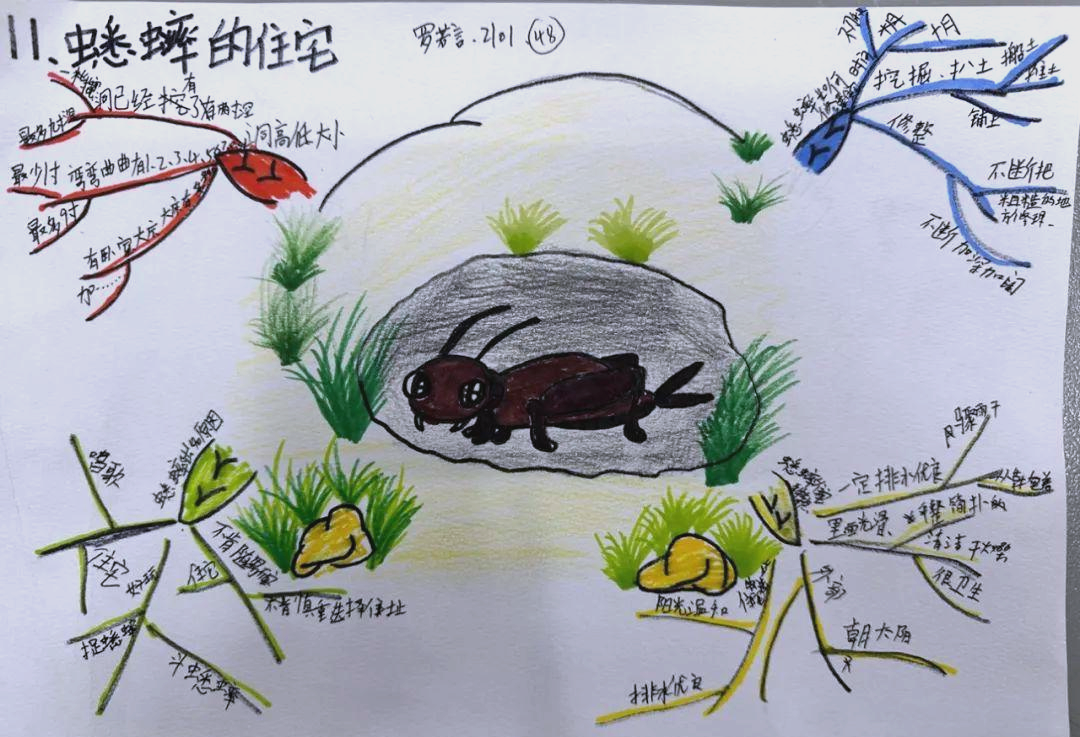 孩子眼中的蟋蟀住宅:创意与设计的碰撞