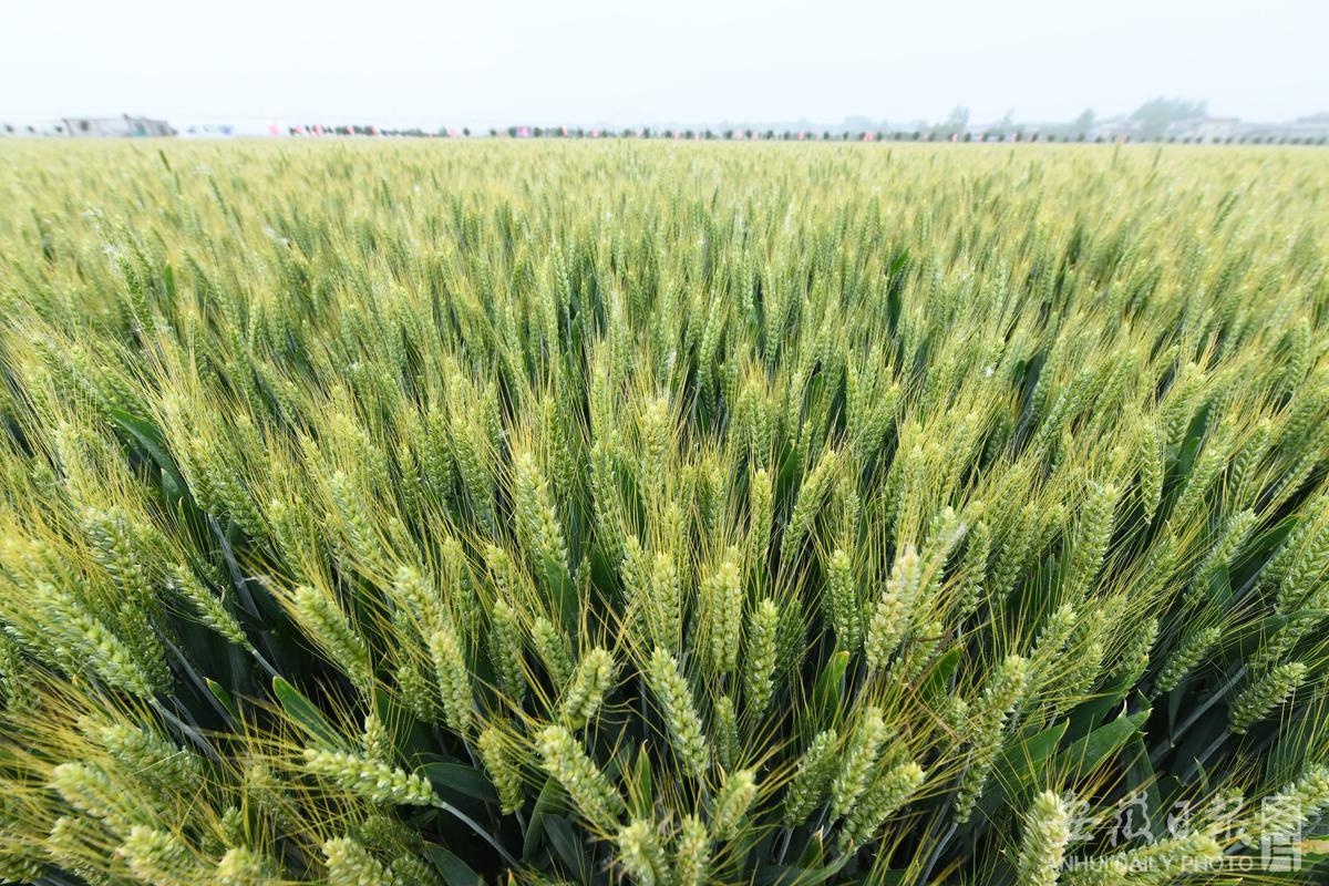 小麦高产示范田里测产估算产量