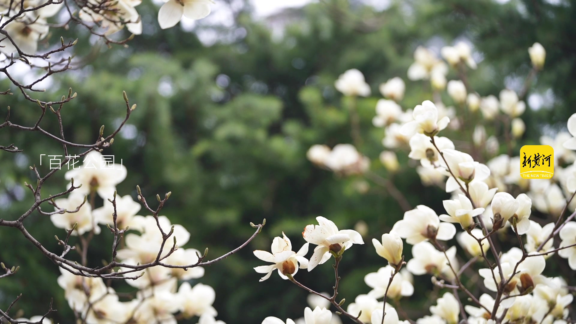 玉兰花盛开的春天,芬芳满园,美丽如画