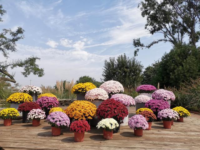 陕西省花卉产业体系首席张延龙教授受邀参加中央广播台"中国乡村之声"