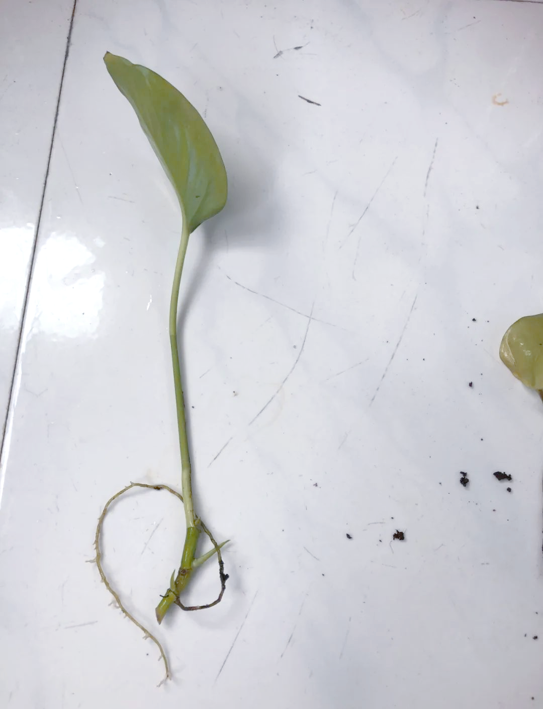 绿萝扦插繁殖存活率研究