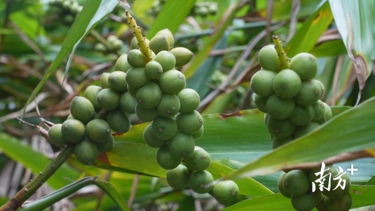 记者走基层|这是一批药用益智果!