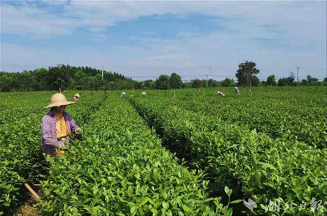 黄陂能人抱团回乡种茶 村民家门口增收