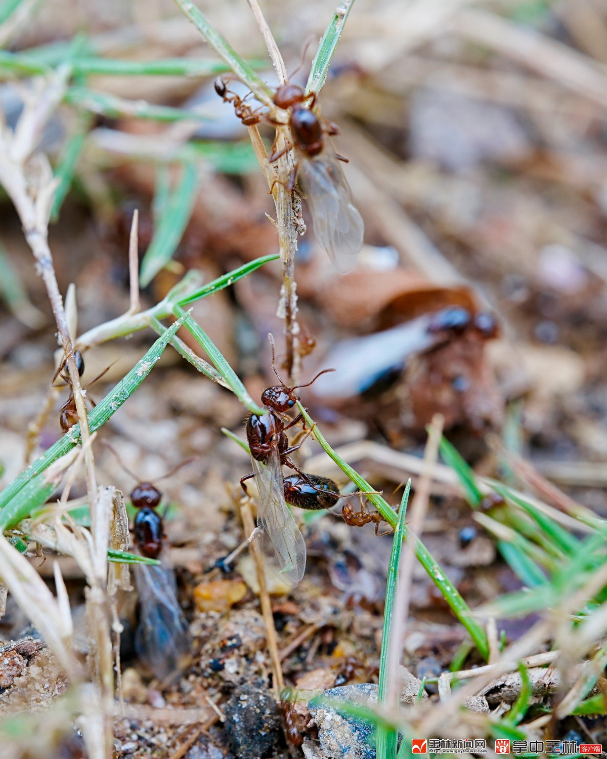 红火蚁"来袭",防范知识要知道