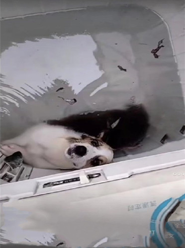 柯基犬被放洗衣机内搅拌,警方透露案件仍在侦办中
