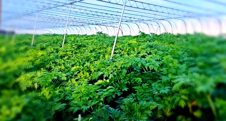 种植什么每亩能赚5万(种植什么一亩收入三四万)